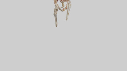 3D model Human Pelvic Girdle Model VR / AR / low-poly