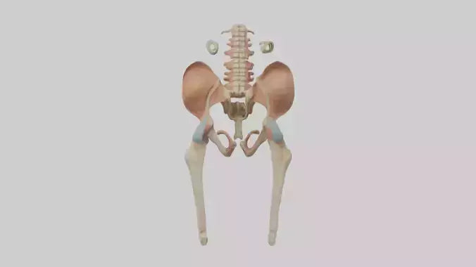 3D model Human Pelvic Girdle Model VR / AR / low-poly