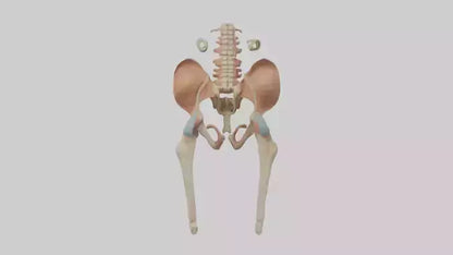 3D model Human Pelvic Girdle Model VR / AR / low-poly