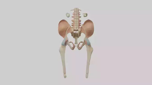 3D model Human Pelvic Girdle Model VR / AR / low-poly