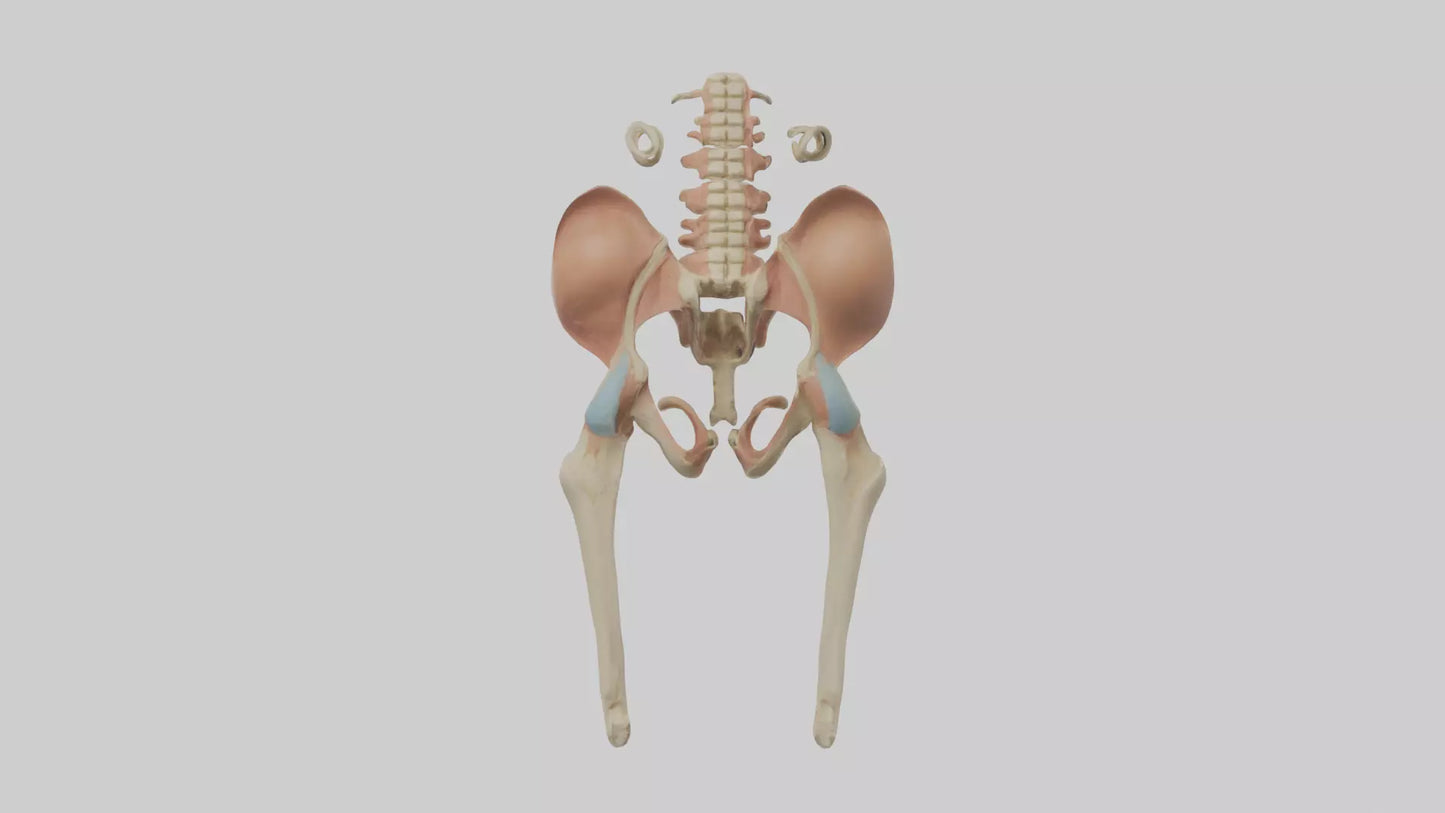 3D model Human Pelvic Girdle Model VR / AR / low-poly