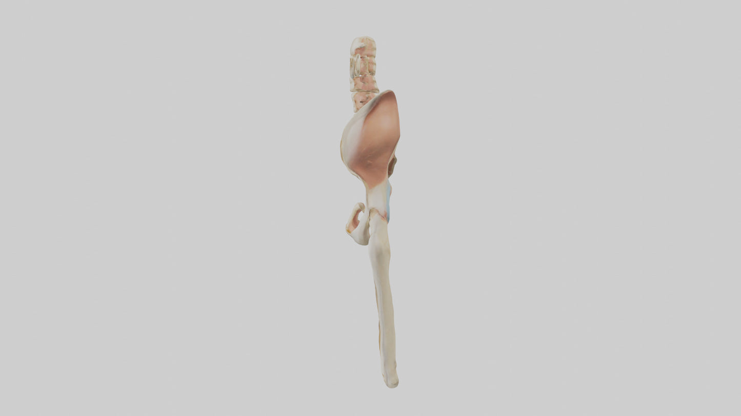 3D model Human Pelvic Girdle Model VR / AR / low-poly