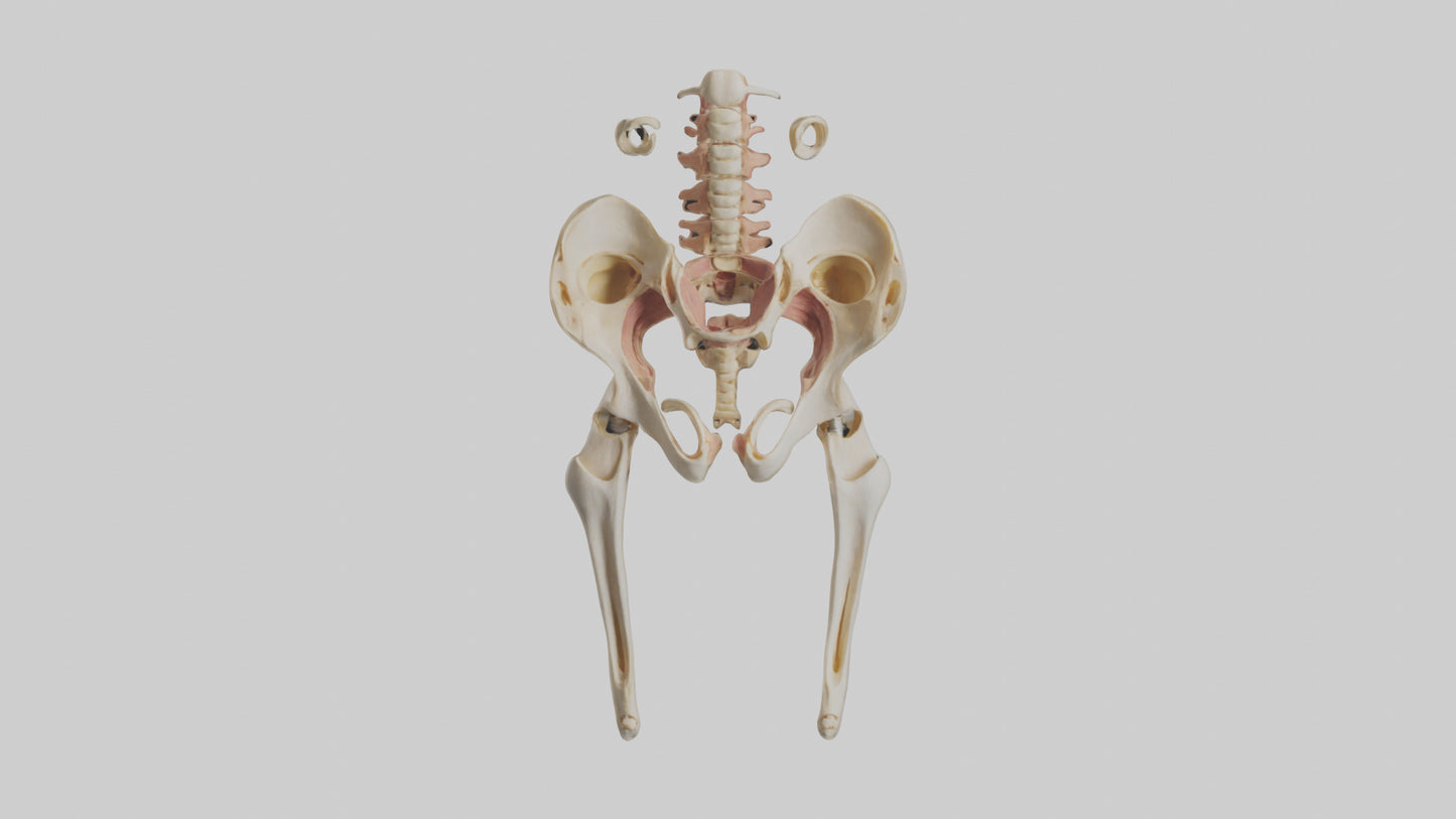 3D model Human Pelvic Girdle Model VR / AR / low-poly