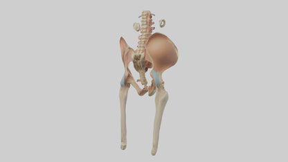 3D model Human Pelvic Girdle Model VR / AR / low-poly