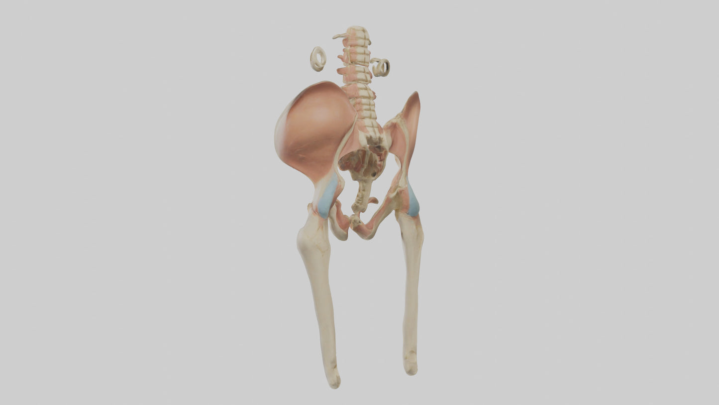 3D model Human Pelvic Girdle Model VR / AR / low-poly