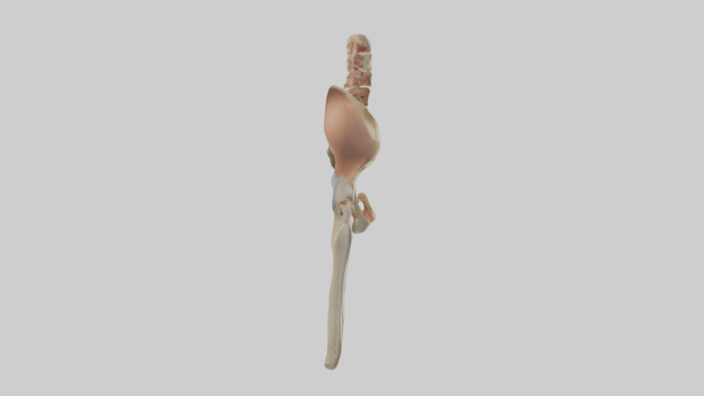 3D model Human Pelvic Girdle Model VR / AR / low-poly