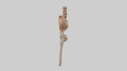 3D model Human Pelvic Girdle Model VR / AR / low-poly