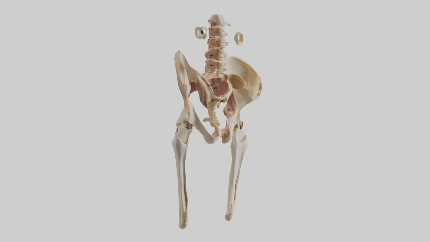 3D model Human Pelvic Girdle Model VR / AR / low-poly