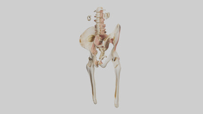 3D model Human Pelvic Girdle Model VR / AR / low-poly