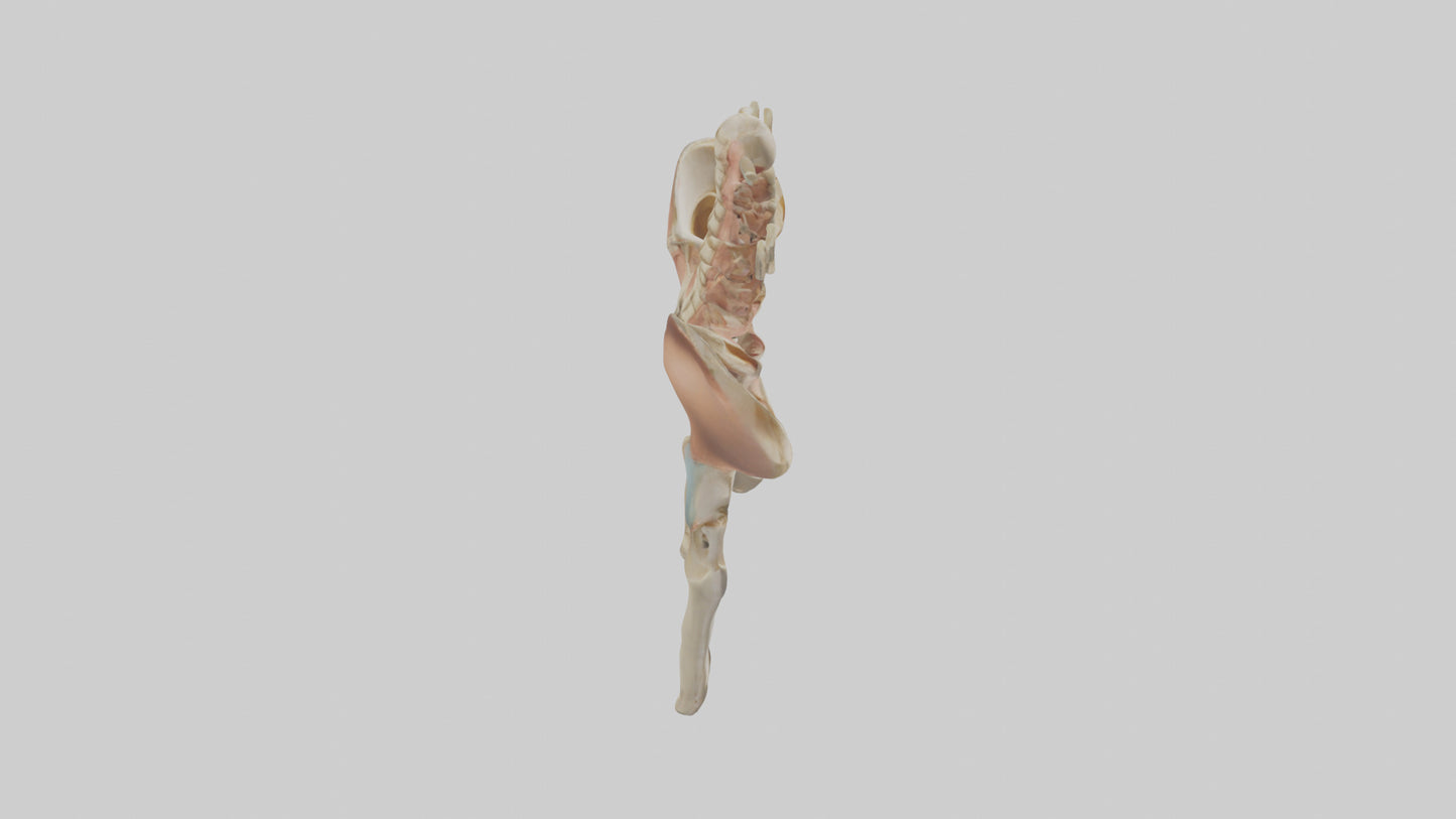 3D model Human Pelvic Girdle Model VR / AR / low-poly