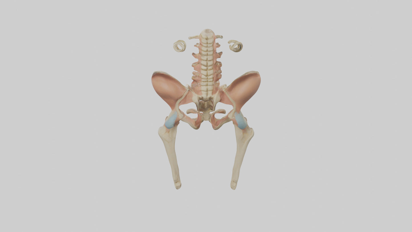 3D model Human Pelvic Girdle Model VR / AR / low-poly
