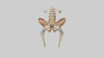 3D model Human Pelvic Girdle Model VR / AR / low-poly