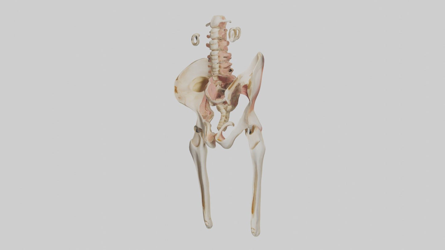 3D model Human Pelvic Girdle Model VR / AR / low-poly