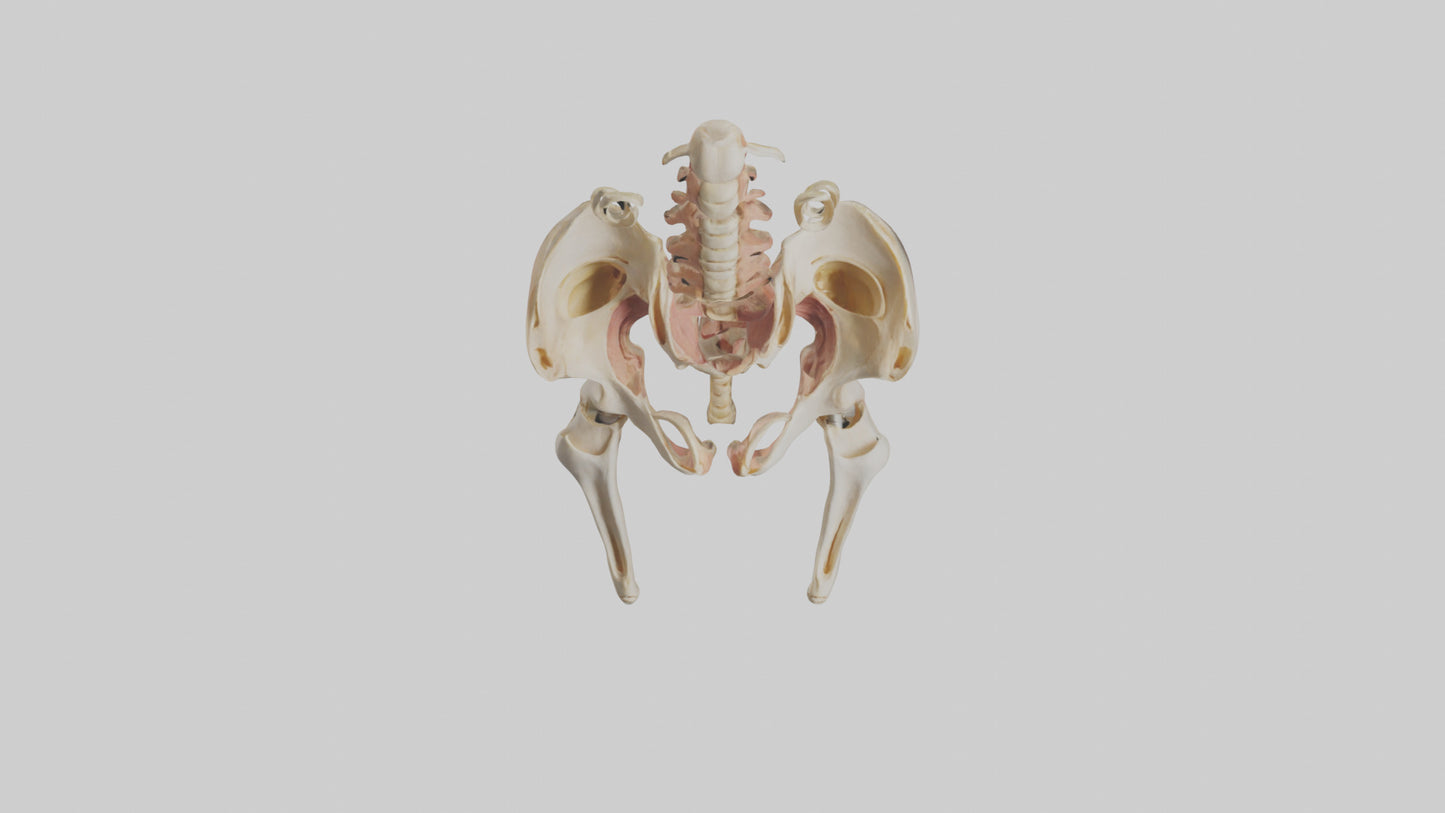 3D model Human Pelvic Girdle Model VR / AR / low-poly