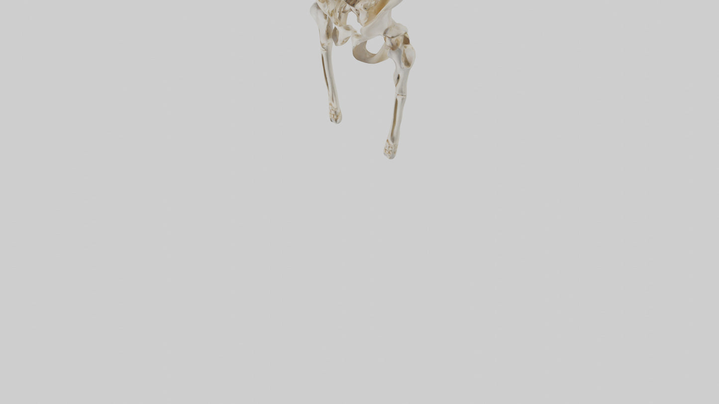 3D model Human Pelvis Skeleton model VR / AR / low-poly