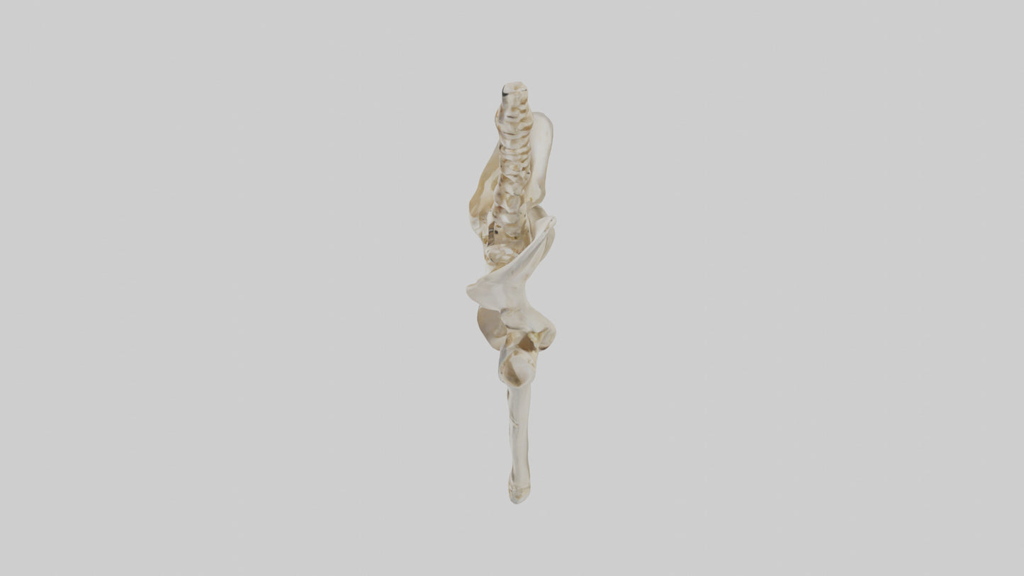 3D model Human Pelvis Skeleton model VR / AR / low-poly