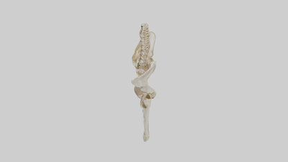3D model Human Pelvis Skeleton model VR / AR / low-poly