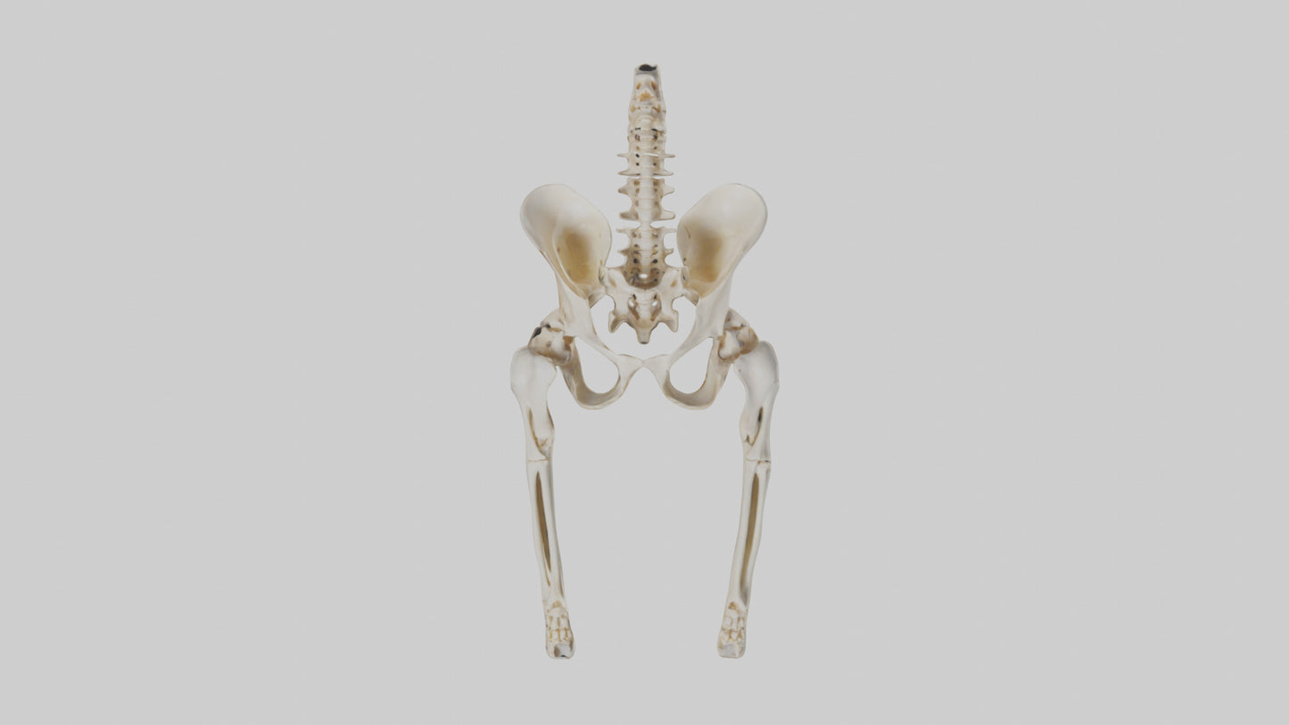 3D model Human Pelvis Skeleton model VR / AR / low-poly