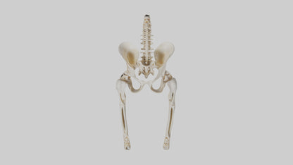 3D model Human Pelvis Skeleton model VR / AR / low-poly