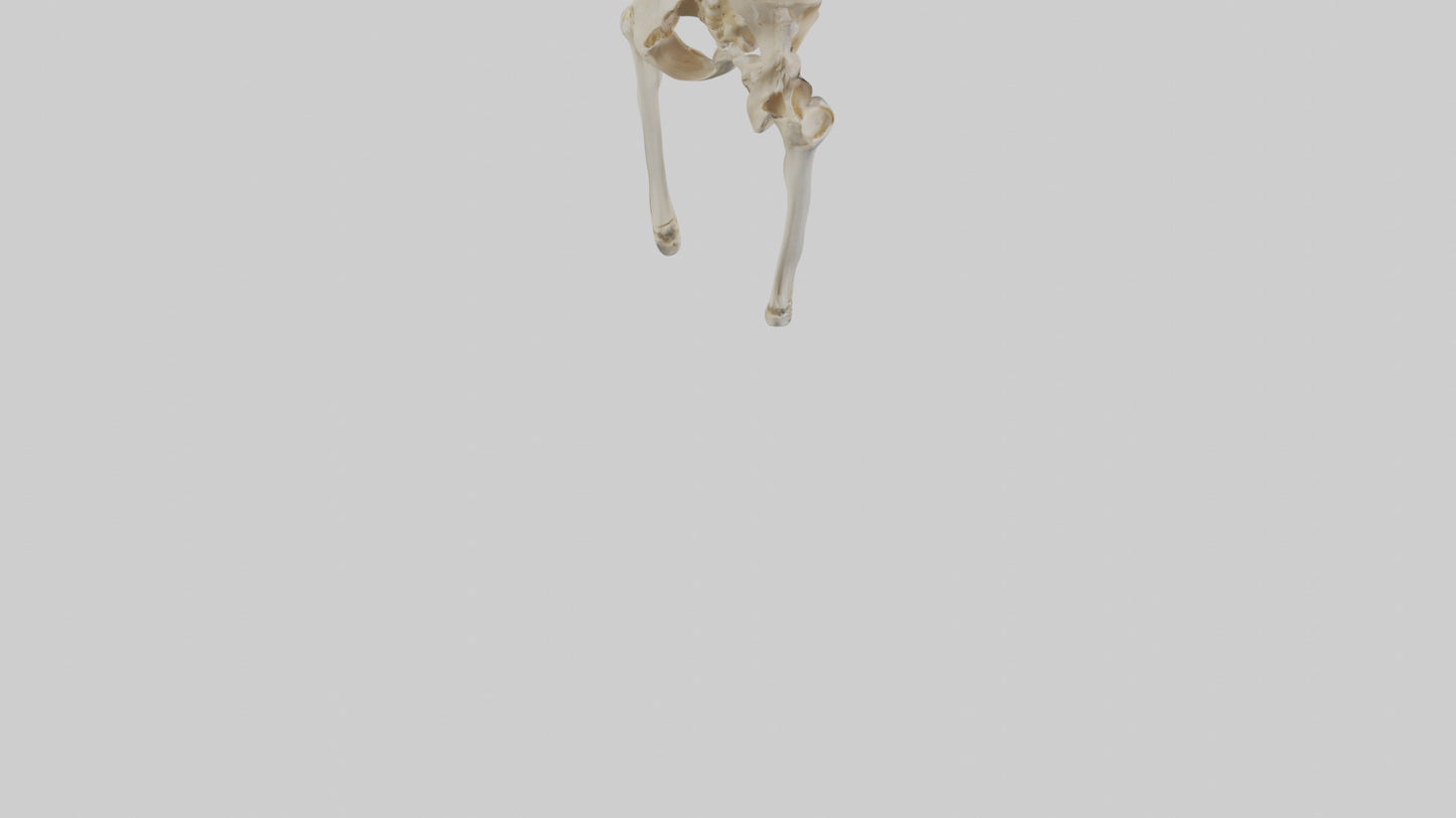 3D model Human Pelvis Skeleton model VR / AR / low-poly