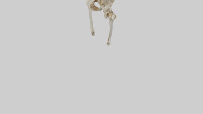 3D model Human Pelvis Skeleton model VR / AR / low-poly