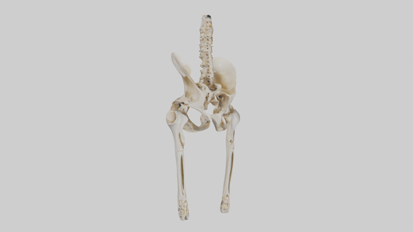 3D model Human Pelvis Skeleton model VR / AR / low-poly