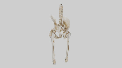 3D model Human Pelvis Skeleton model VR / AR / low-poly