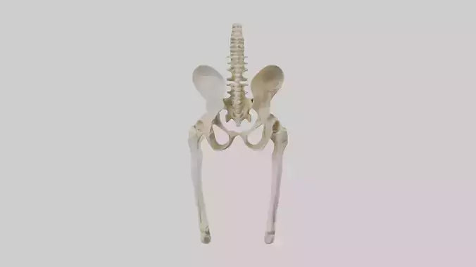 3D model Human Pelvis Skeleton model VR / AR / low-poly
