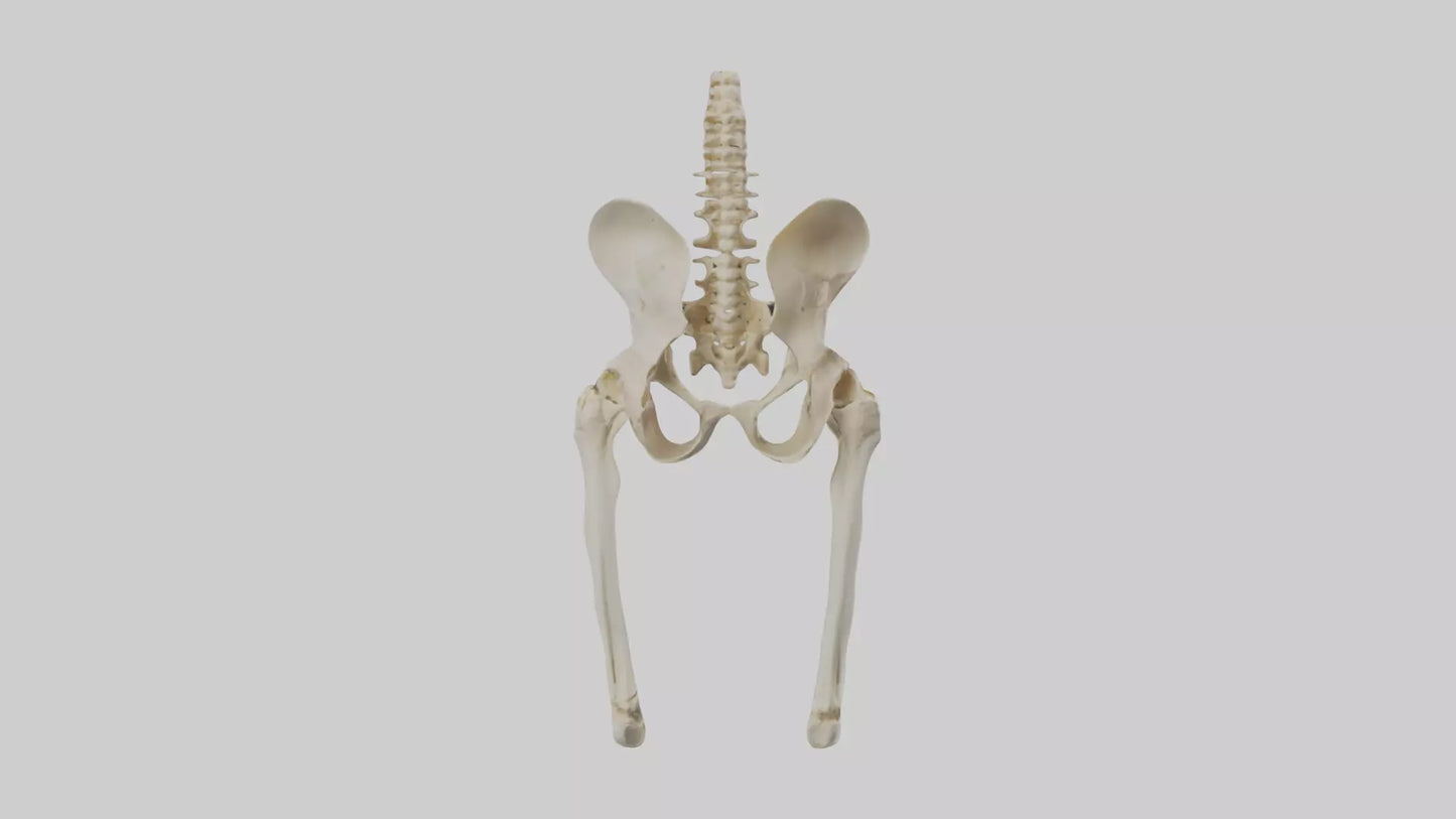 3D model Human Pelvis Skeleton model VR / AR / low-poly