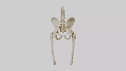 3D model Human Pelvis Skeleton model VR / AR / low-poly