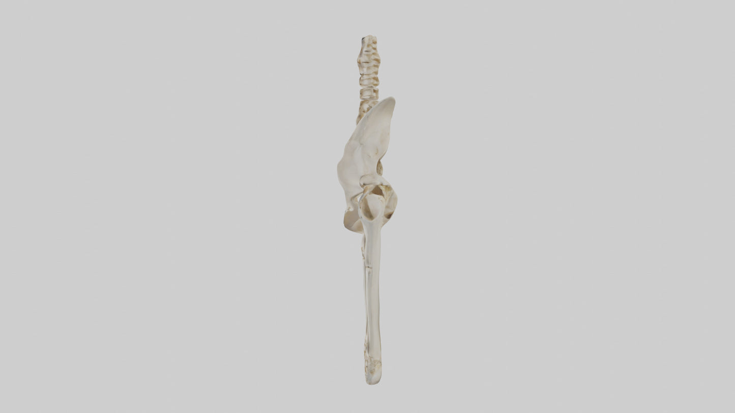 3D model Human Pelvis Skeleton model VR / AR / low-poly
