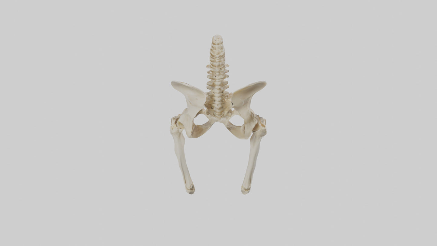 3D model Human Pelvis Skeleton model VR / AR / low-poly