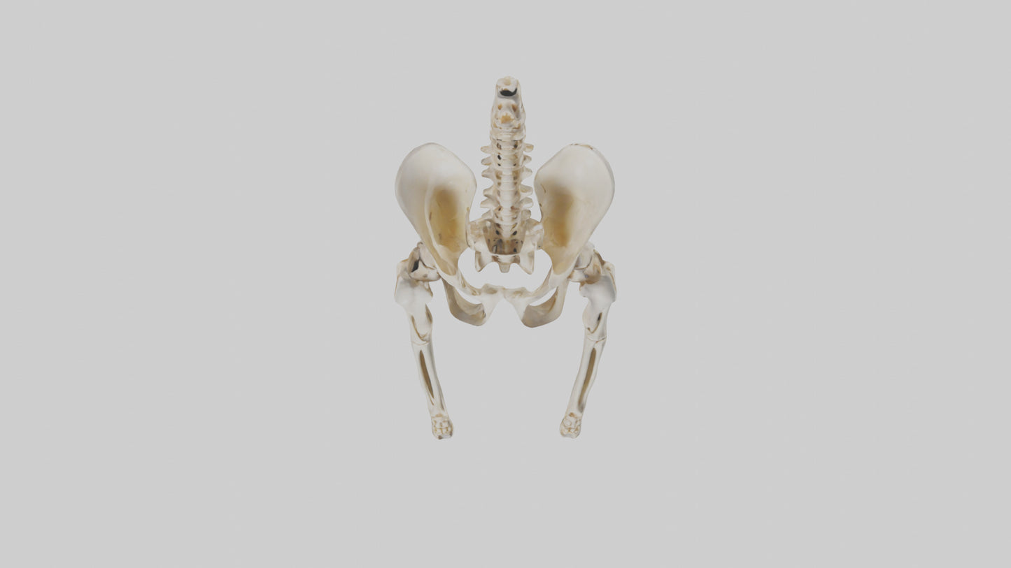 3D model Human Pelvis Skeleton model VR / AR / low-poly