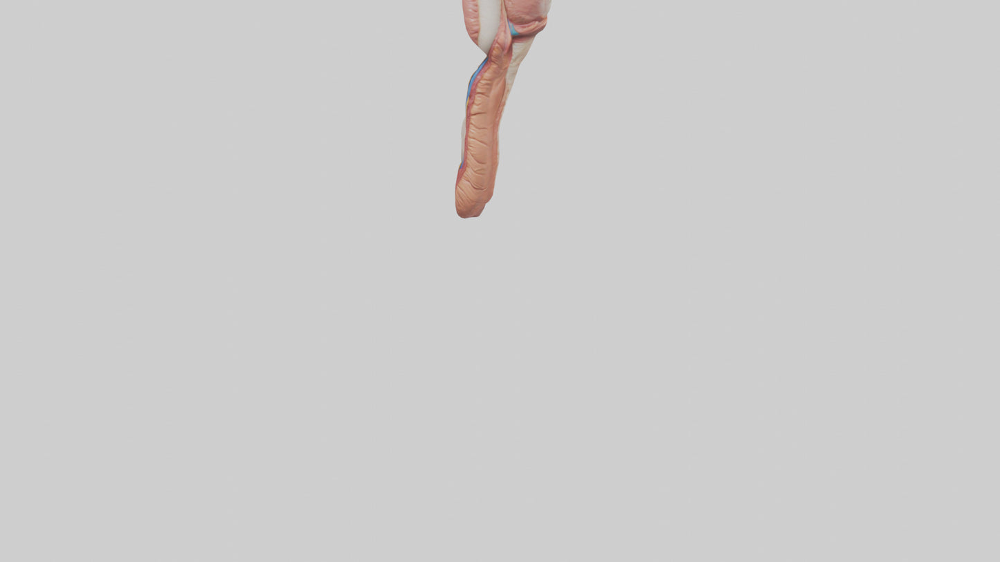 3D model Human Penis Anatomy Model VR / AR / low-poly