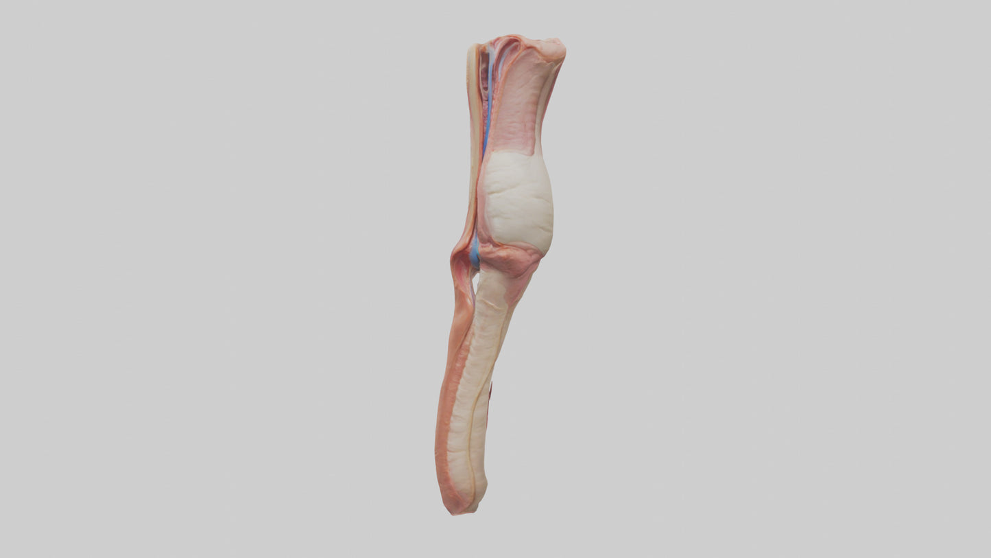 3D model Human Penis Anatomy Model VR / AR / low-poly