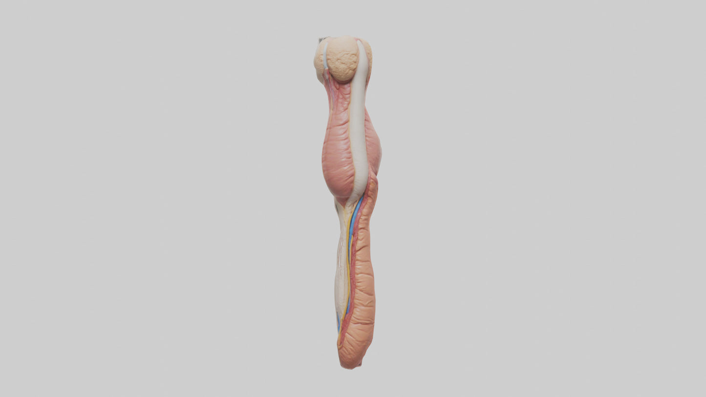 3D model Human Penis Anatomy Model VR / AR / low-poly