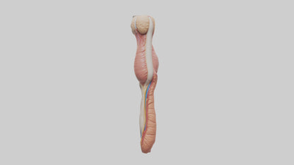 3D model Human Penis Anatomy Model VR / AR / low-poly