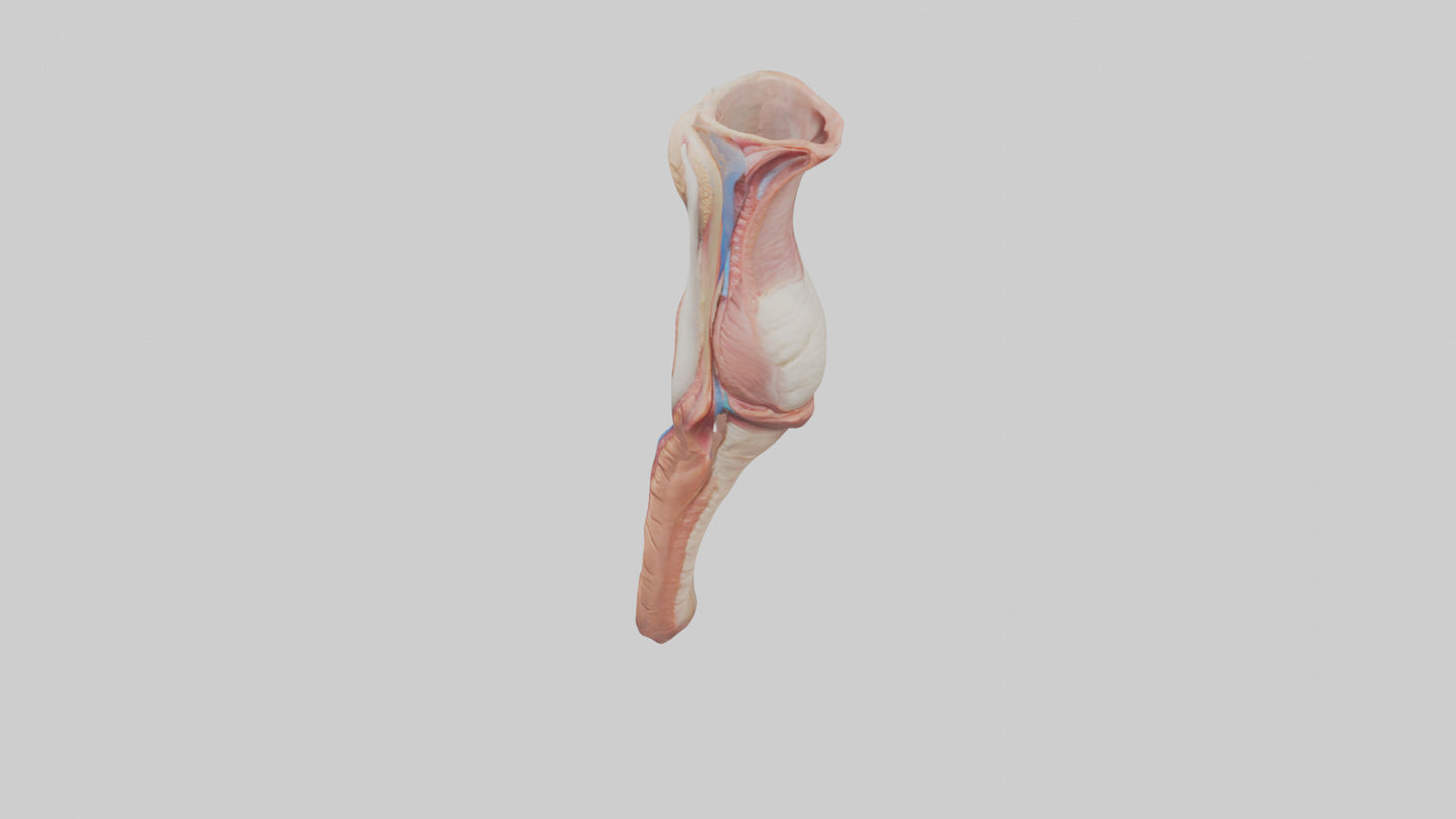 3D model Human Penis Anatomy Model VR / AR / low-poly