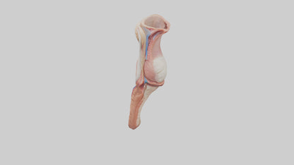 3D model Human Penis Anatomy Model VR / AR / low-poly