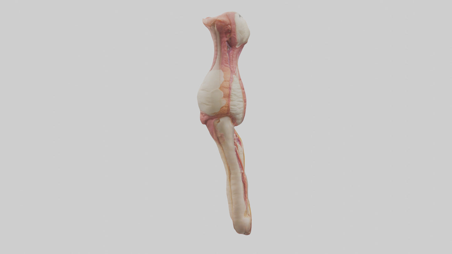 3D model Human Penis Anatomy Model VR / AR / low-poly