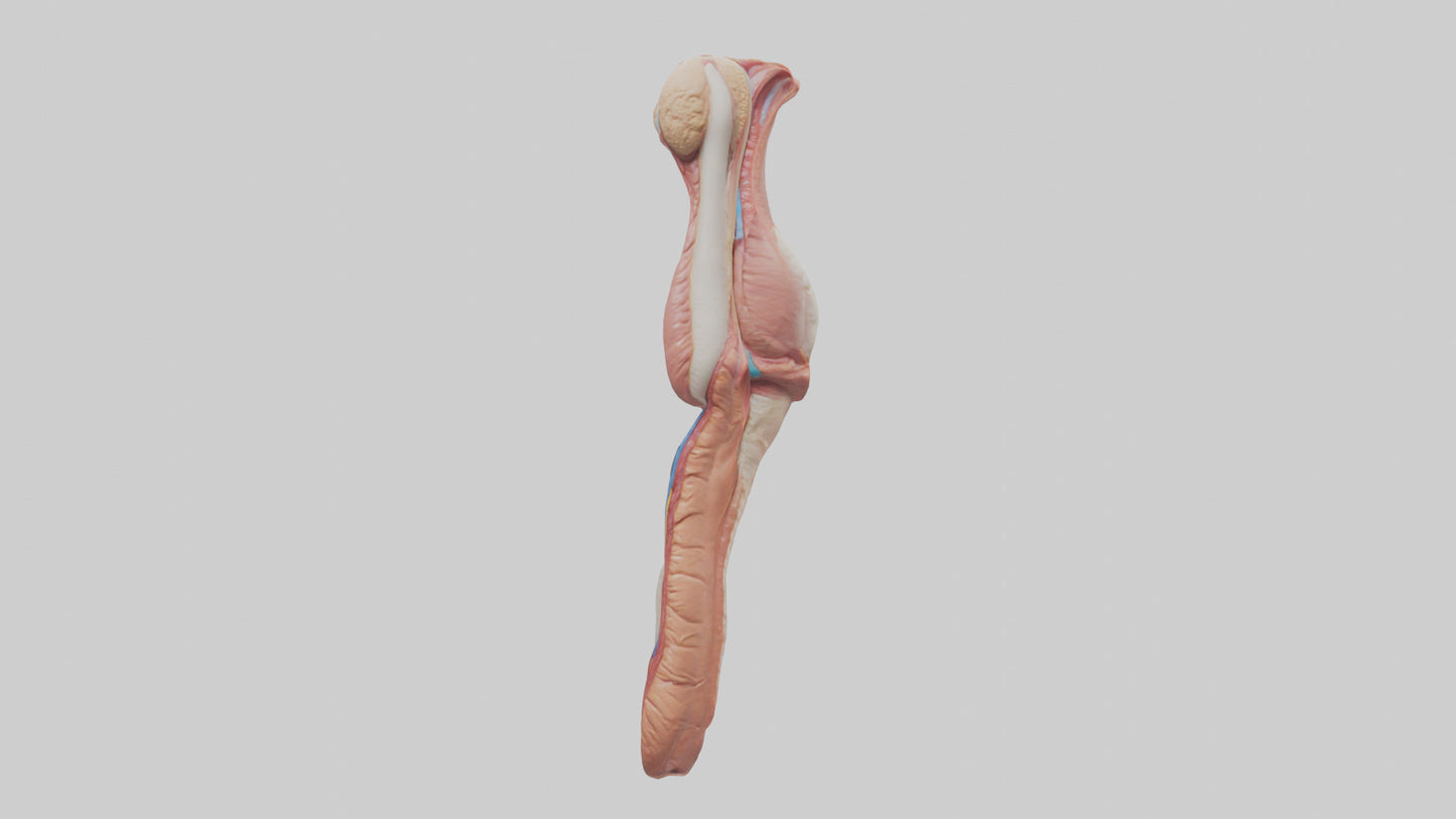 3D model Human Penis Anatomy Model VR / AR / low-poly