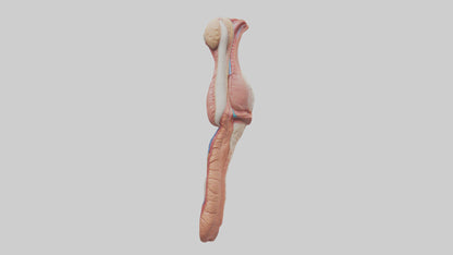 3D model Human Penis Anatomy Model VR / AR / low-poly