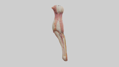 3D model Human Penis Anatomy Model VR / AR / low-poly