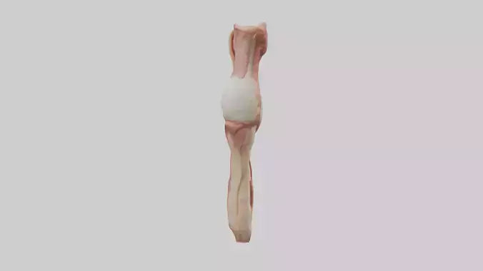 3D model Human Penis Anatomy Model VR / AR / low-poly