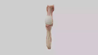 3D model Human Penis Anatomy Model VR / AR / low-poly