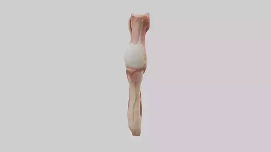 3D model Human Penis Anatomy Model VR / AR / low-poly