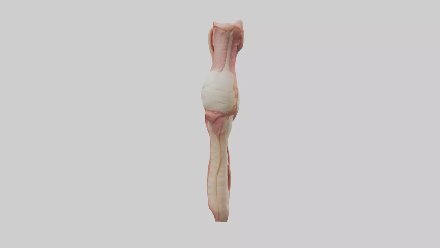 3D model Human Penis Anatomy Model VR / AR / low-poly