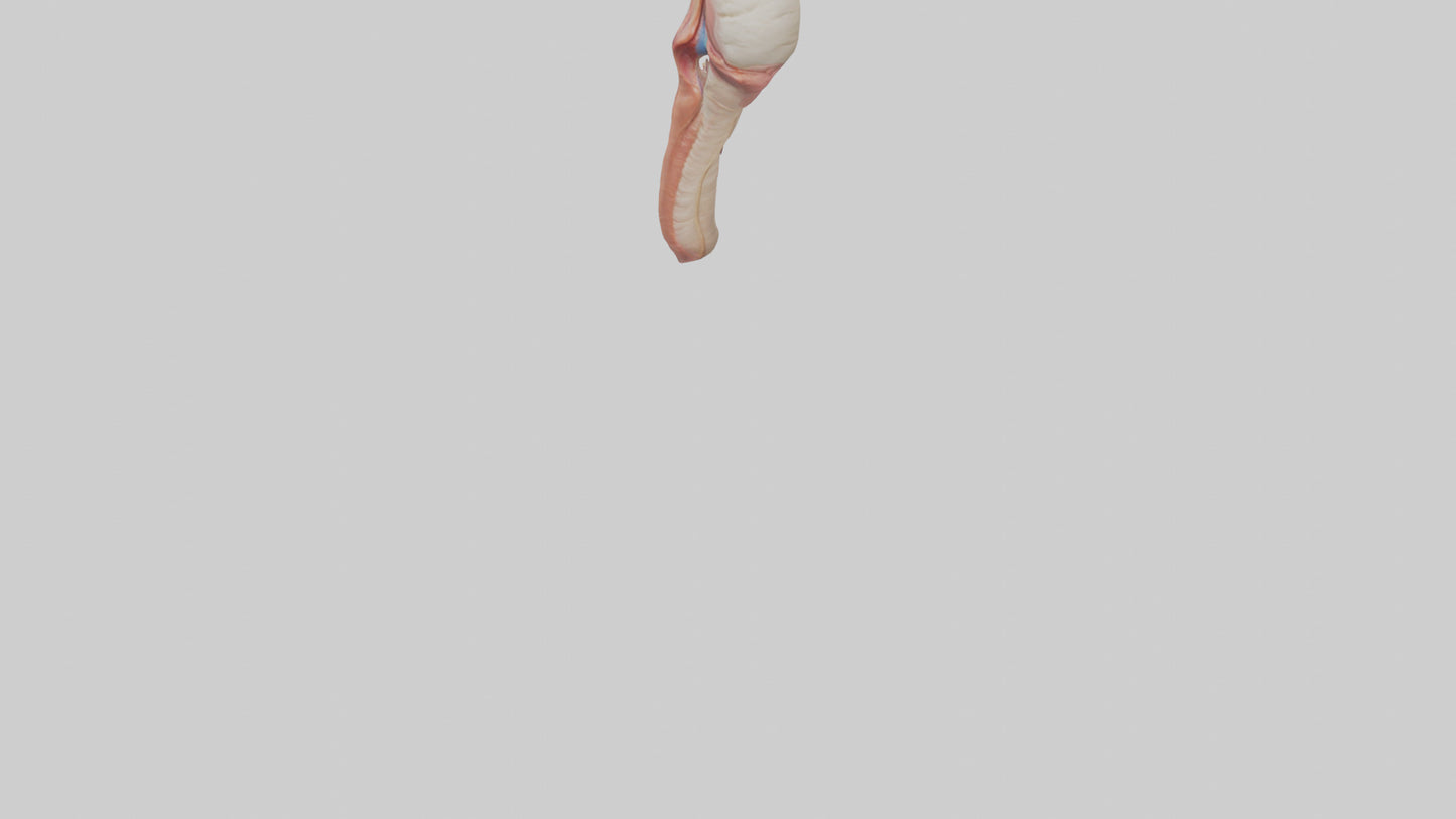 3D model Human Penis Anatomy Model VR / AR / low-poly