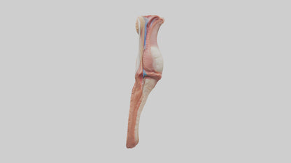 3D model Human Penis Anatomy Model VR / AR / low-poly