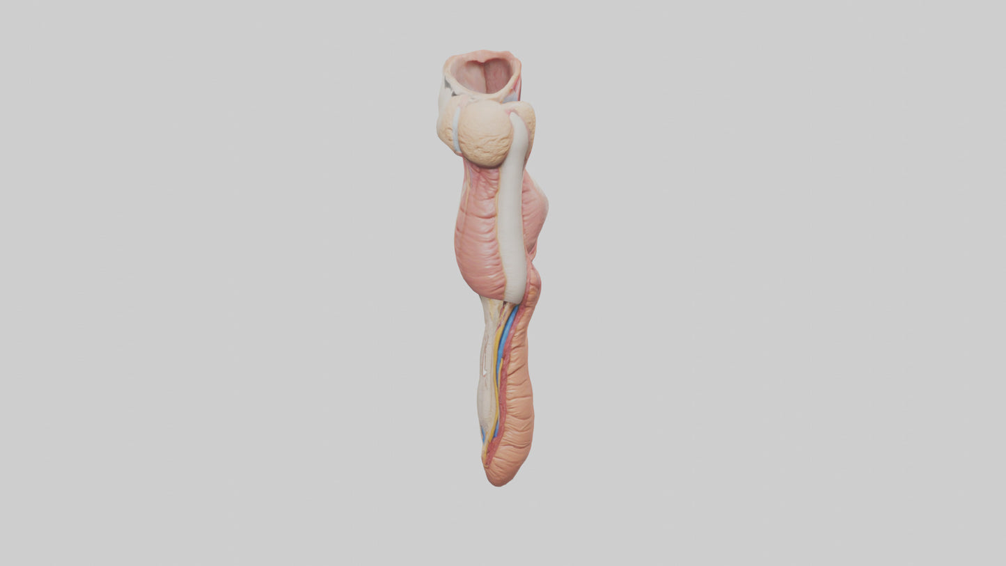 3D model Human Penis Anatomy Model VR / AR / low-poly